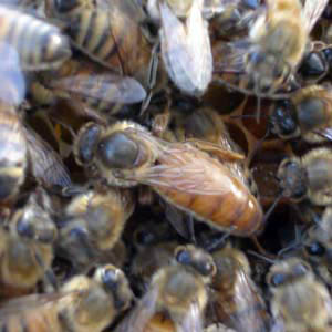 Queen Bees for Sale